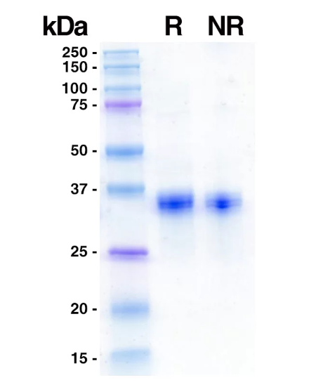 R: 5 μg reduced Recombinant Human ApoE4
NR: 5 μg non-reduced Recombinant Human ApoE4